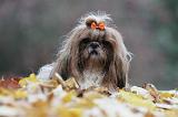 SHIH TZU 203